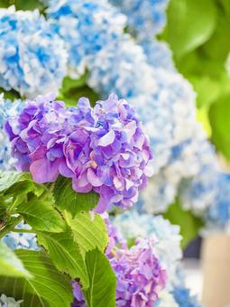 Hydrangea, JPG