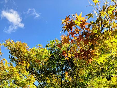 青空 青空の写真