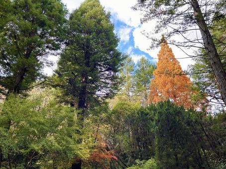 紅葉した木々 紅葉した木々 紅葉,モミジ,色鮮やかの写真素材