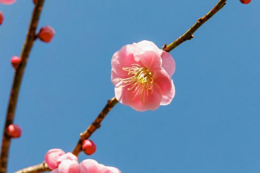 青空に映える紅梅 梅,迎春,梅の花の写真素材