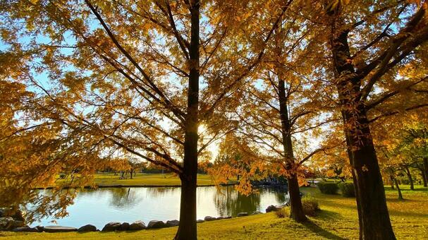 紅葉の北部公園（金沢） 紅葉,秋,公園の写真素材