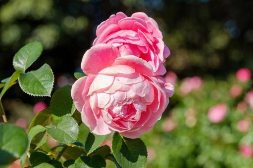 冬の日差しに咲くピンクの薔薇 冬の日差しに咲くピンクの薔薇 薔薇,花,ピンクの写真素材