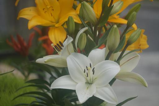 百合 百合の写真