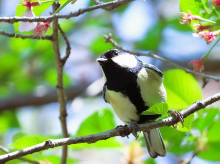 シジュウカラ シジュウカラ シジュウカラ,可愛い,鳥の写真素材