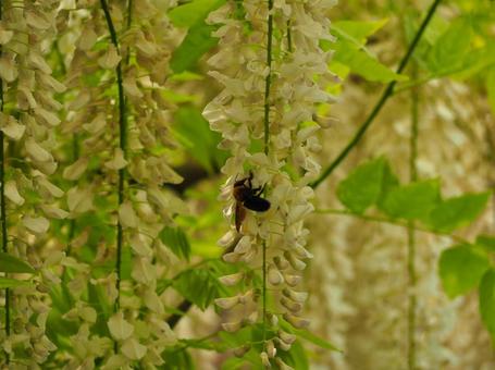 白い藤の花とクマバチ 白い藤の花とクマバチの写真