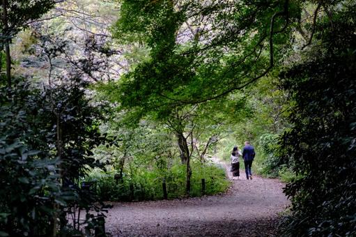 ［季節のイメージ］晩秋｜小雨｜森｜散歩道 自然教育園,白金台,港区の写真素材