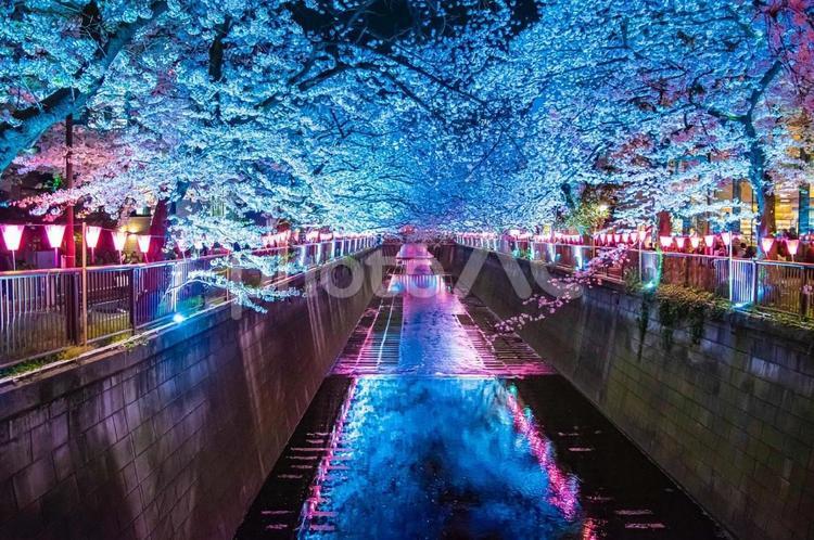 中目黒夜桜 中目黒,夜桜,桜の写真素材