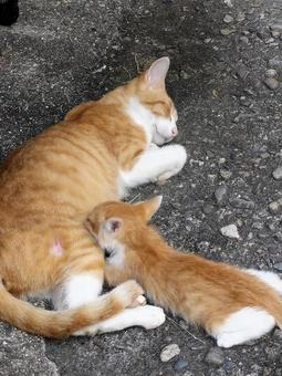 ミルクタイム ミルクタイム 子猫,猫,乳飲み子の写真素材