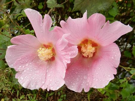 【花の写真】ムクゲの花 【花の写真】ムクゲの花 ムクゲ,木槿,植物の写真素材