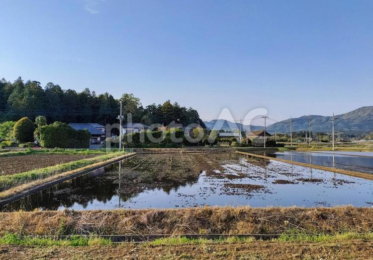 茨城県石岡市宇治会の春の水田風景 水田,田圃,田んぼの写真素材