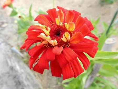 [Flower photo] Zinnia elegans, JPG
