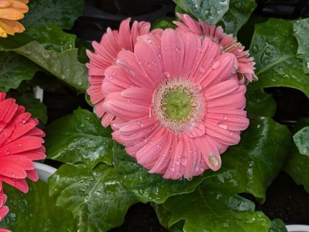Gentle pink gerbera, JPG Gentle pink gerbera, JPG