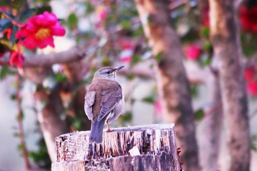 真っ赤な山茶花と野鳥のシロハラ 真っ赤な山茶花と野鳥のシロハラ 野鳥,シロハラ,花の写真素材