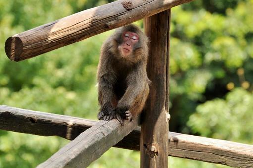 A monkey napping on a tree, JPG A monkey napping on a tree, JPG