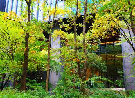 黄色い木の葉とオレンジの照明 秋,紅葉,11月の写真素材