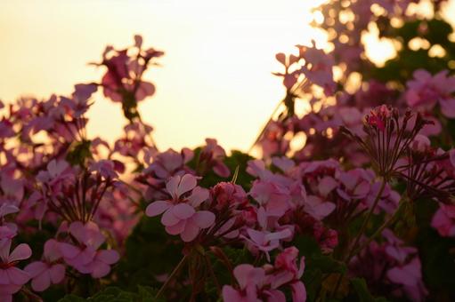 夕日と花の写真