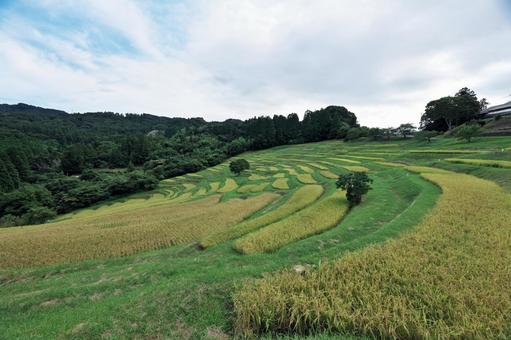 稲穂が実る千枚田(棚田) 稲穂が実る千枚田(棚田)の写真