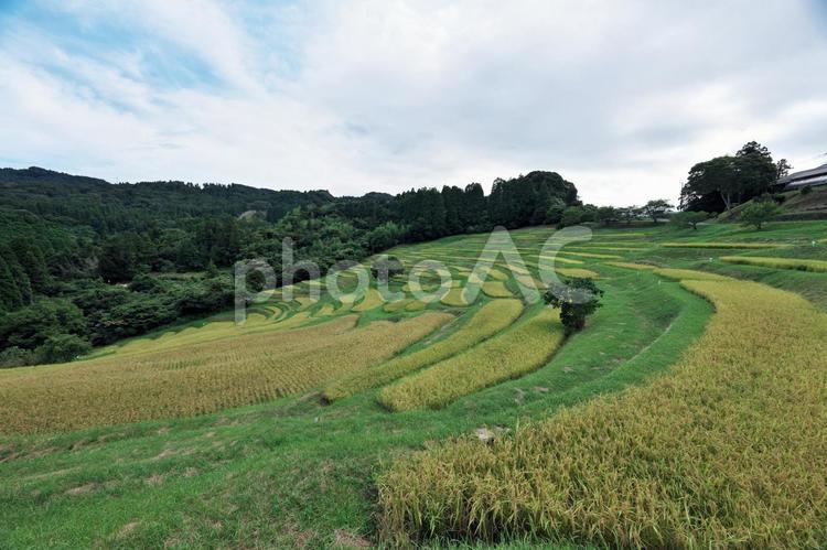 稲穂が実る千枚田（棚田） 大山千枚田,棚田,千葉県鴨川市の写真素材
