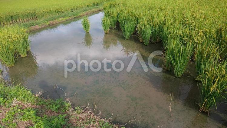 田んぼの水面 田んぼ,稲,実るの写真素材