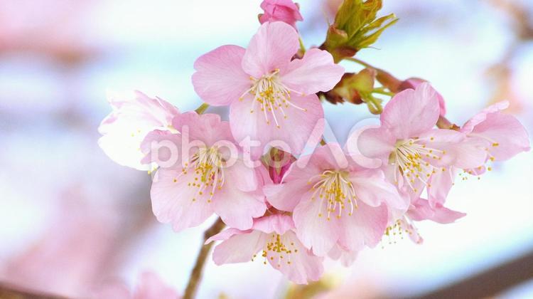 早咲き桜-546 桜,さくら,河津桜の写真素材