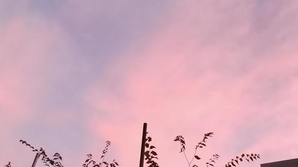 ピンクの空 ピンクの空の写真