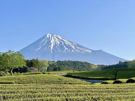 春のお茶畑と富士山 春のお茶畑と富士山 富士山,茶畑,お茶の写真素材