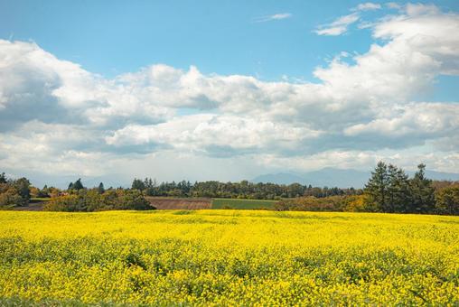 秋の畑の風景 秋の畑の風景の写真