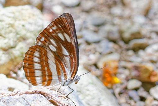 Photo, neptis sapphire, small three tendons, back of the wings, 