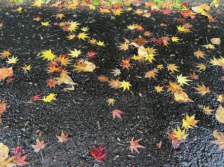 紅葉の写真