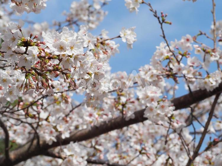 青空に映える桜 さくら,サクラ,桜の写真素材