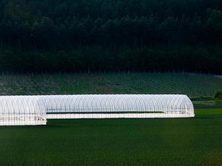 Photo, field, vinyl house, yin, 