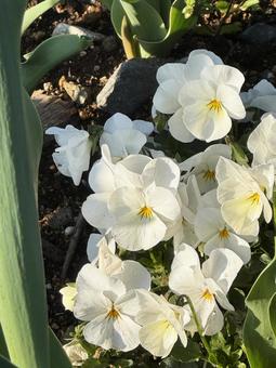 Photo, white flower, flower, tiny, 