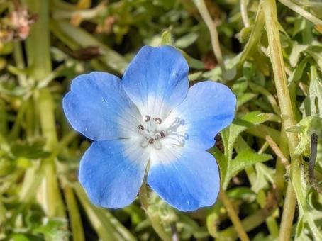 Nemophila flowers like the blue sky, JPG Nemophila flowers like the blue sky, JPG