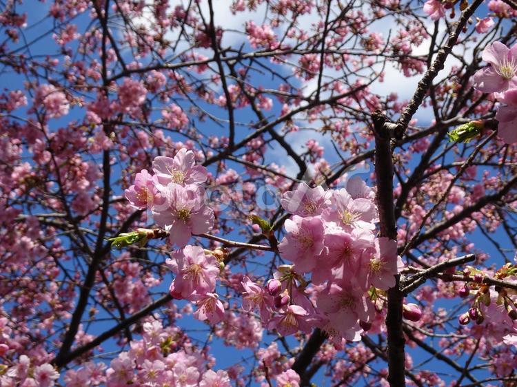 河津桜の公園-68 公園,河津桜,花びらの写真素材