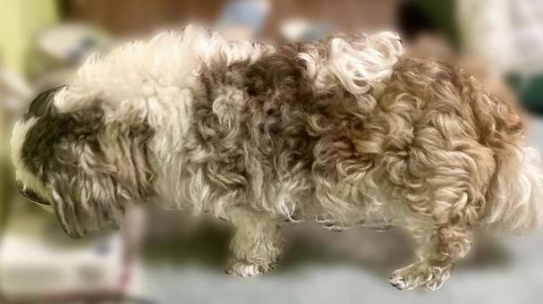 Photo, dog, shih tzu, doze, 