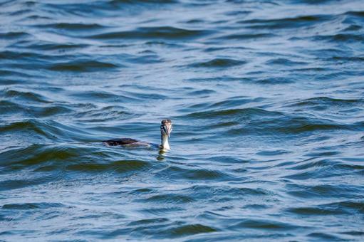 カンムリカイツブリの若鳥⑵ カンムリカイツブリの若鳥⑵の写真