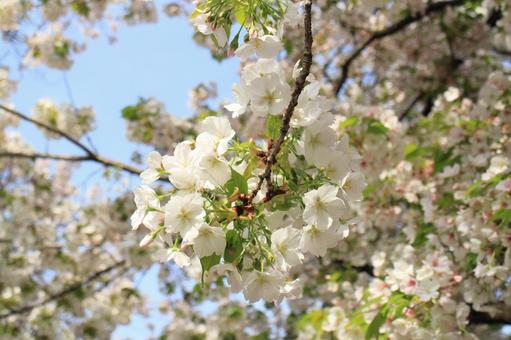【花の写真】葉桜 【花の写真】葉桜の写真