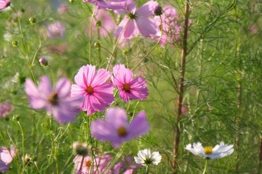 コスモス コスモス,秋桜,秋の写真素材