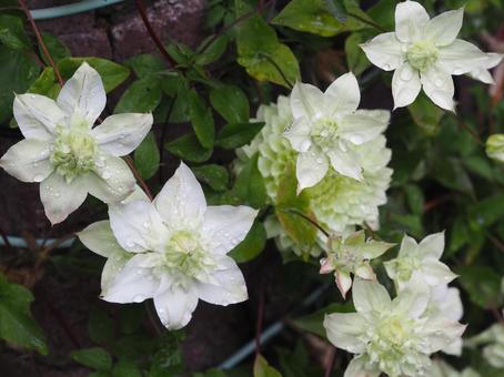 雨に濡れた花　クレマチス　白万重② クレマチス,テッセン,白万重の写真素材
