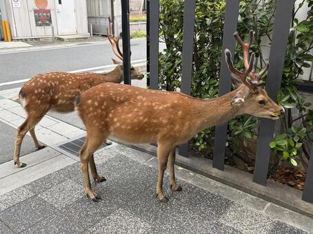 鹿のいる奈良の日常 鹿,シカ,奈良の写真素材