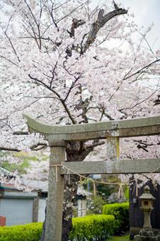鳥居と桜 鳥居と桜の写真