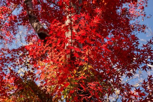 黄色から赤へ染まっていくするモミジ モミジ,もみじ,紅葉の写真素材