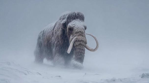 荘厳なマンモスの横顔 荘厳なマンモスの横顔の写真