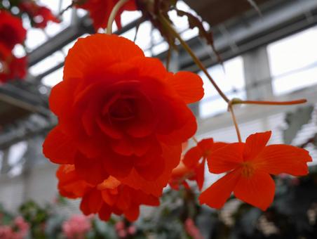 ベゴニア ベゴニアの写真