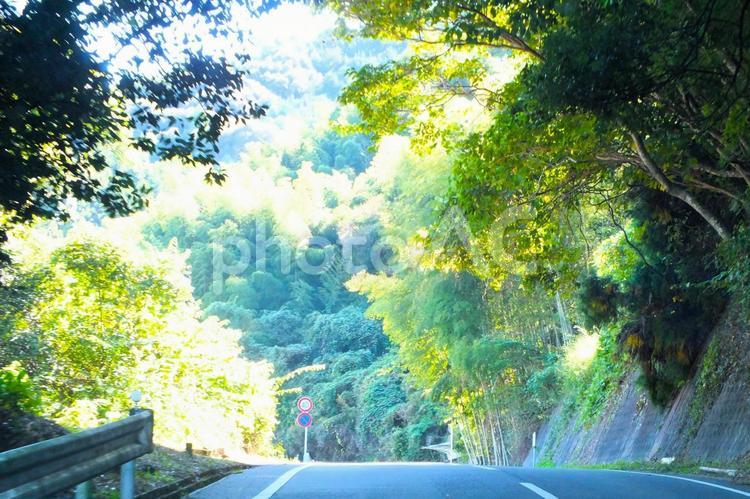 覆いかぶさる木々の枝　山道ドライブ 山道,木,枝の写真素材