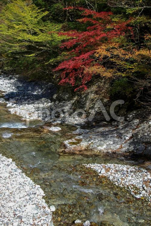 秋の紅葉と水の透き通った綺麗な渓流 渓流,モミジ,もみじの写真素材