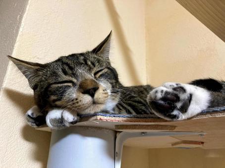 お昼寝 お昼寝 今日も世界は平和です,この仕草にやられた,猫の日常の写真素材