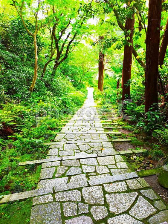 階段と新録 階段と新緑,自然,屋外での写真素材