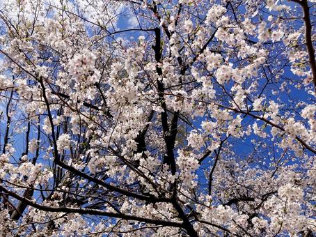 桜 桜の写真