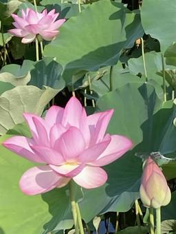 照片, 蓮花, 初夏, 晴天, 